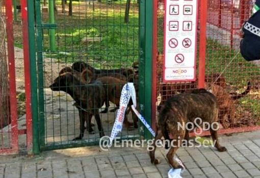 Abandonan 18 perros de razas potencialmente peligrosas en un parque infantil de Sevilla