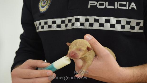 La Policía Local de Sevilla rescata a varios cachorros «tirados» en un contenedor de Torreblanca