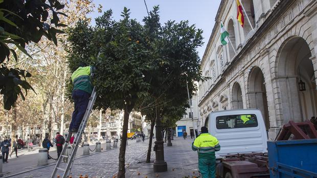 Ya han recogido la mitad de las naranjas de Sevilla