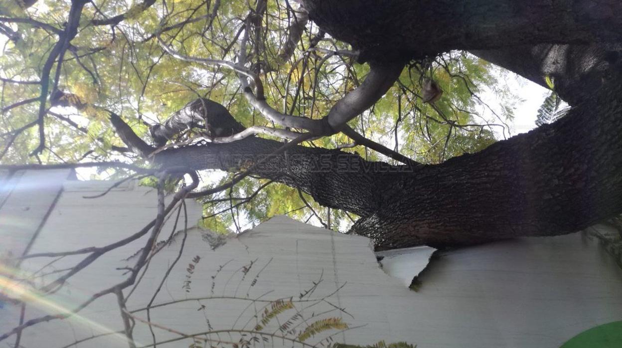 El camión atrapado en el árbol