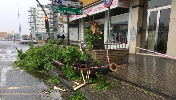 El viento y la lluvia dejan cerca de 200 incidencias en Sevilla