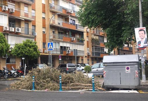 Ramas caídas en la Avenida San Lázaro de Sevilla capital