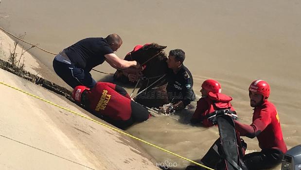 Un potro casi muere ahogado en un canal de Torreblanca en Sevilla