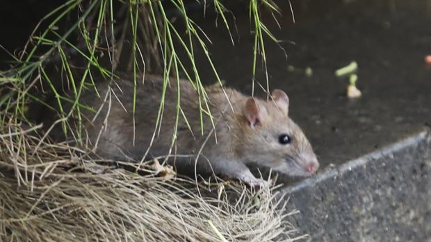 El Ayuntamiento aumenta las campañas preventivas contra insectos y ratas en Sevilla