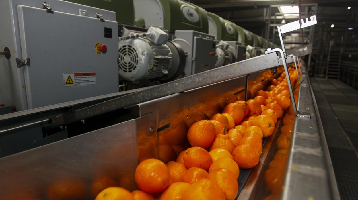 Cinta transportadora de naranjas en una fábrica del sector