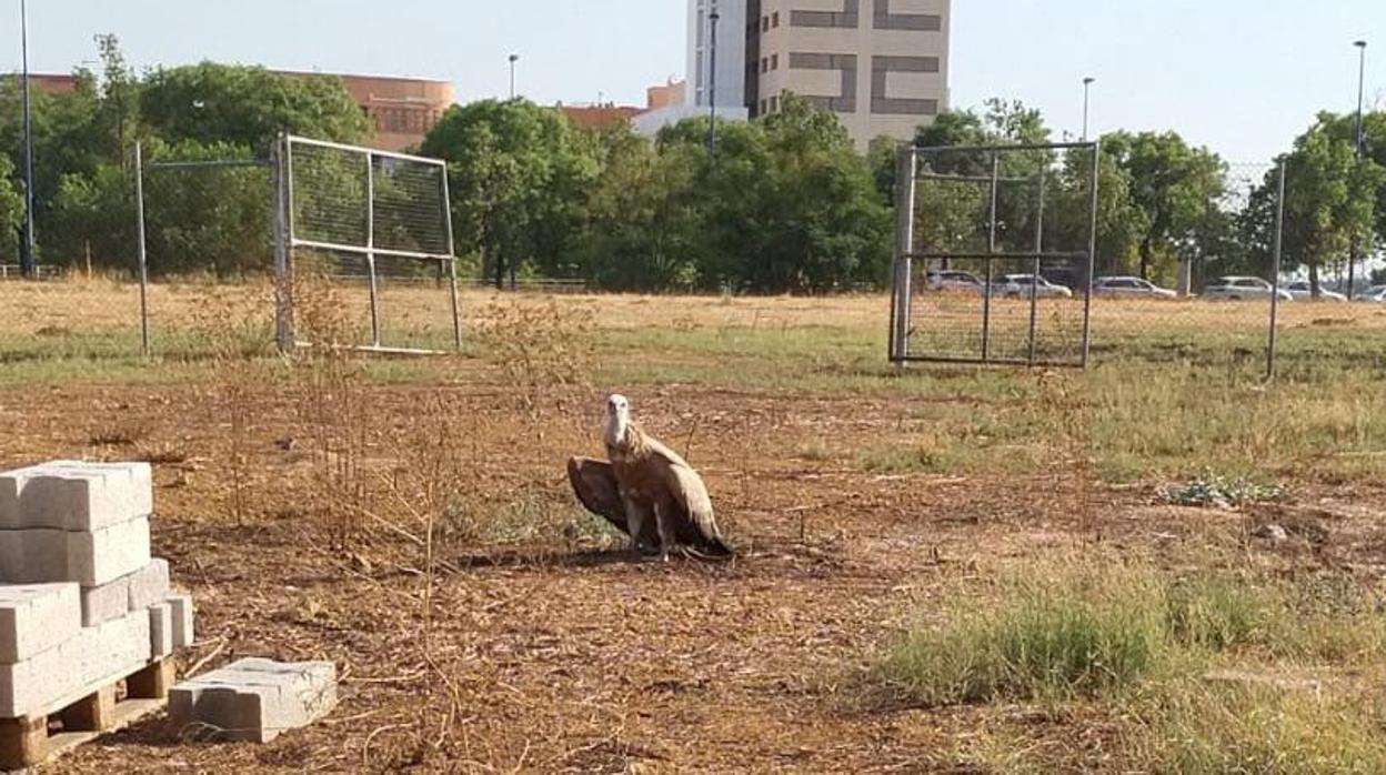 La Policía ha rescatado a un ejemplar de buitre leonado en un descampado cercano a Torre Sevilla