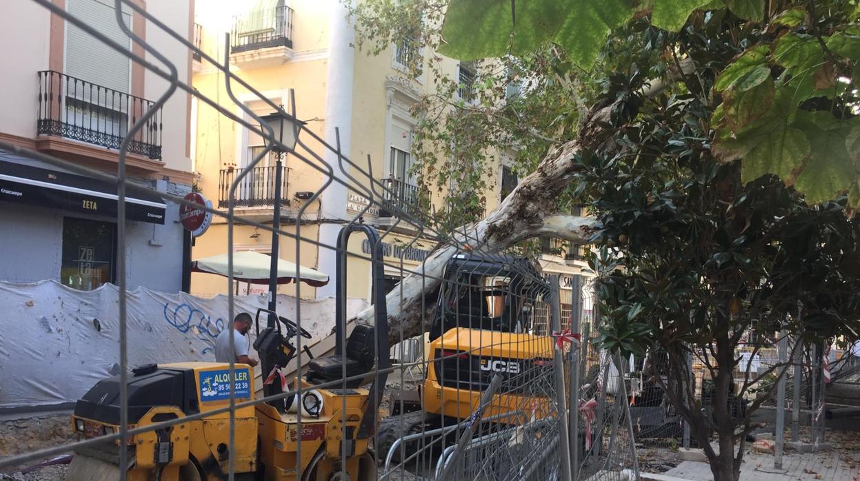 Árbol caído este lunes por la tarde en la plaza de la Gavidia