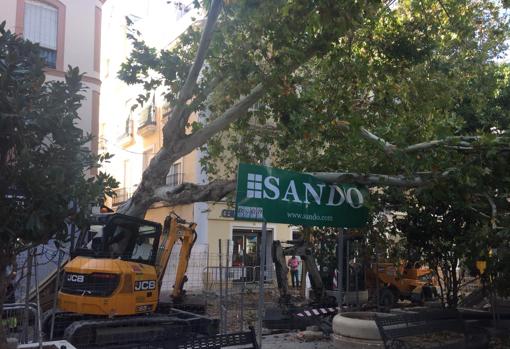 Árbol caído en la plaza de la Gavidia este lunes