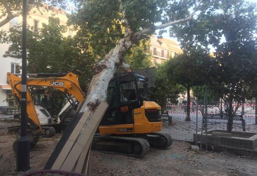 Árbol caído en la plaza e la Gavidia