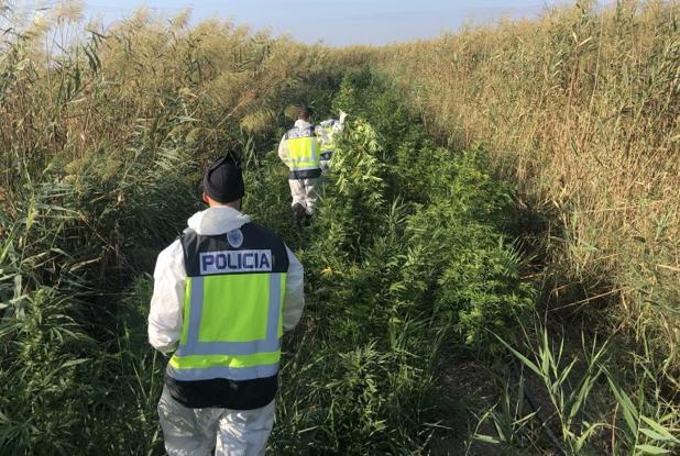 Desmantelan una plantación ilegal de marihuana con más de 500 plantas en el Parque de Doñana