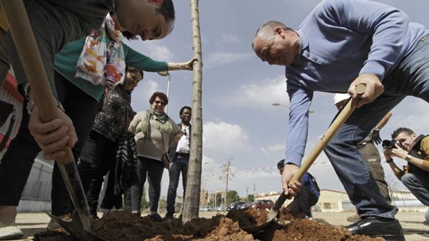 El Ayuntamiento de Sevilla saca a licitación la repoblación de árboles por 75.000 euros