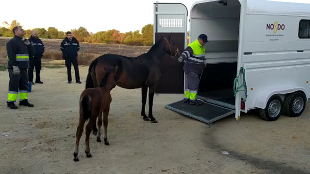 Rescatan a cuatro caballos abandonados en Torreblanca
