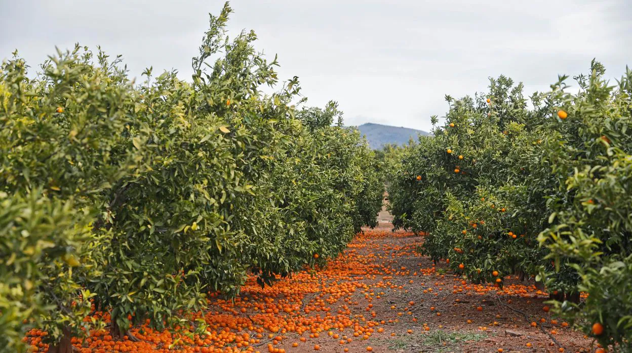 Las empresas investigadas supuestamente contrataban a los trabajadores para la recolección de naranjas