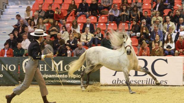 Sicab Sevilla 2019: Todo lo que tienes que saber sobre el Salón del Caballo Pura Raza Española