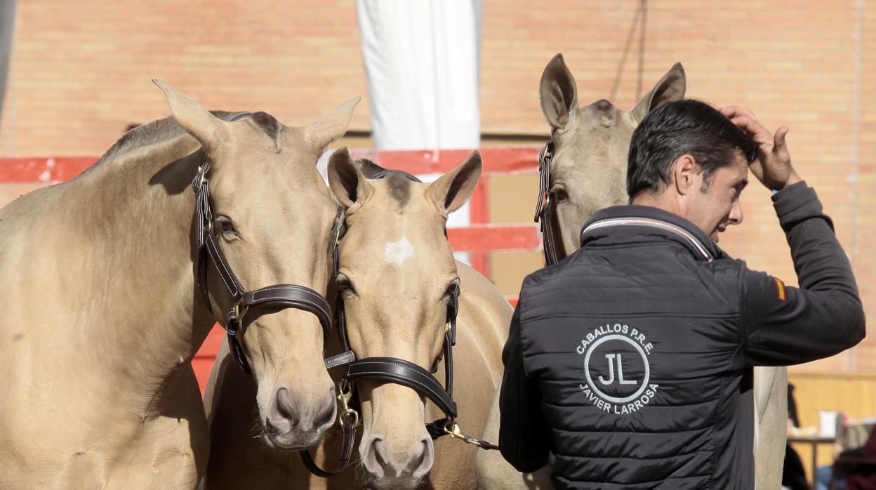 Una de las yeguadas participantes en Sicab 2019