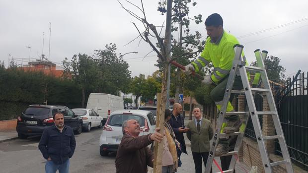 Regresan los árboles a la calle Almotamid en Sevilla tras concluir la obra