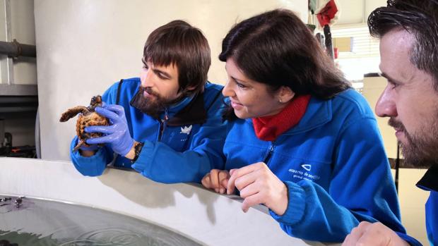 El Acuario de Sevilla acoge cuatro tortugas recién nacidas