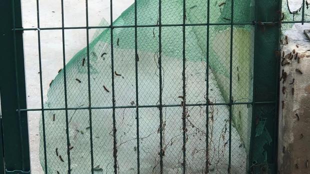 Orugas preocesionarias en los colegios y parques de Sevilla