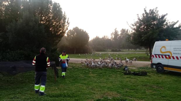 El Ayuntamiento de Sevilla retira 140 gansos del Tamarguillo y los cede a la Cañada de los Pájaros