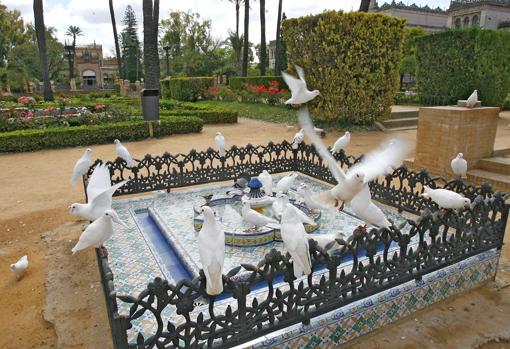 Palomas en una de las fuentes de la glorieta