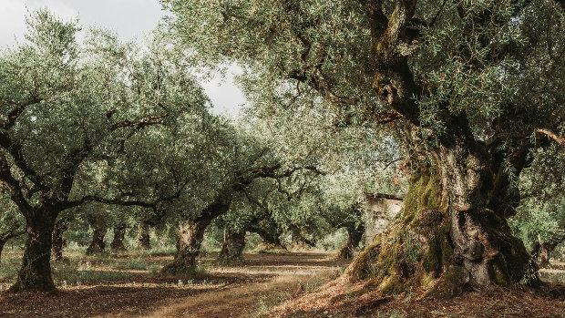 Patrimonio y tradición: aceite de oliva, el tesoro andaluz