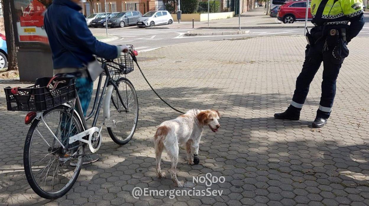 La denunciada iba con su perro que tenía una lesión en una pata