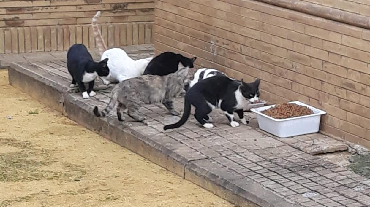 Alimentación de una colonia de gatos en Sevilla