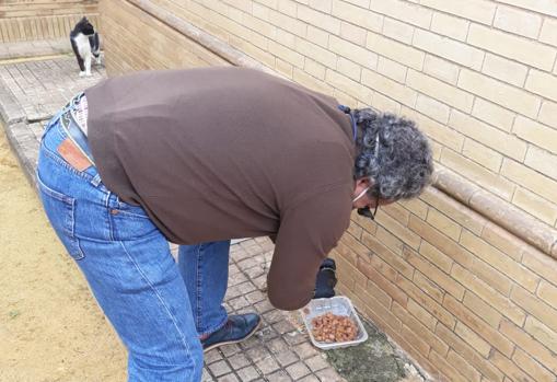 Una persona rellena los comederos de los gatos