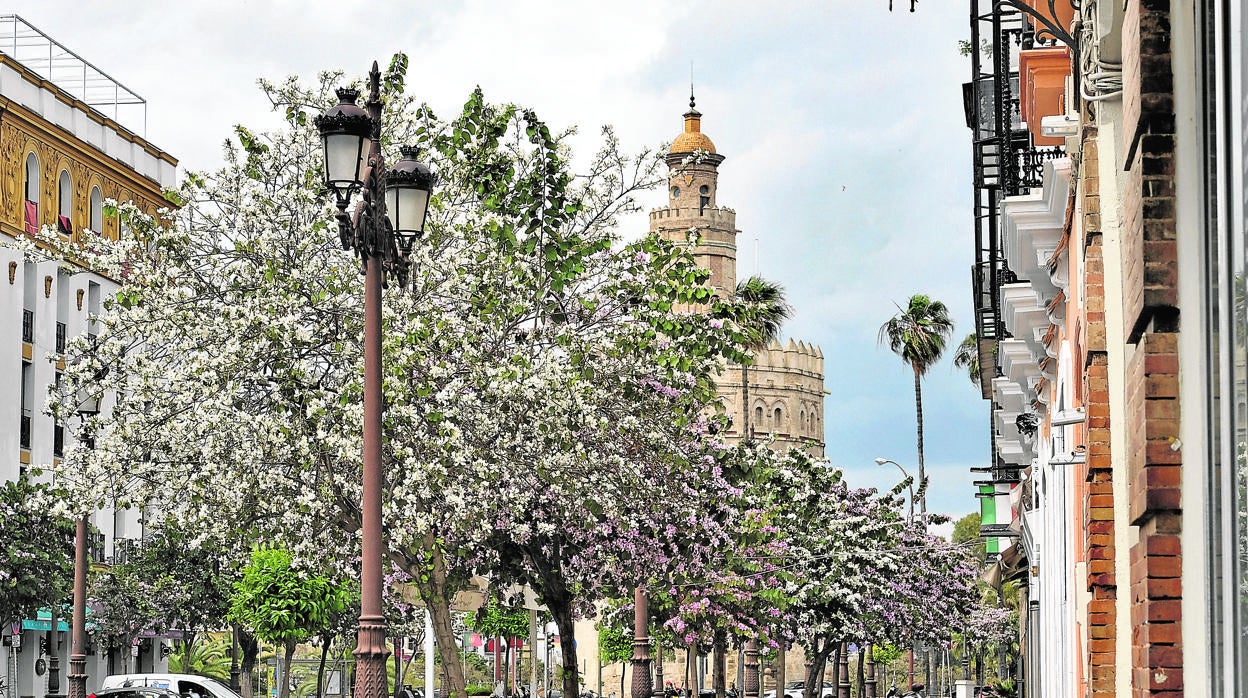 Hilera de árboles junto a la Torre del Oro