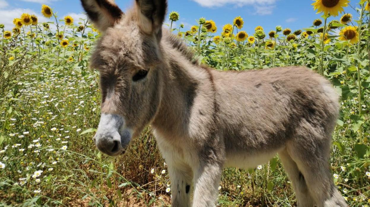 Los burros dispensan un tratamiento terapéutico a los profesionales sanitarios