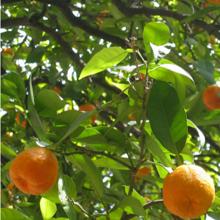 Rama con naranjas