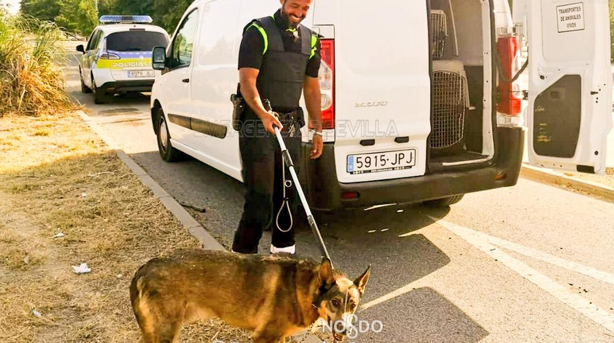 Los servicios de Emergencias Sevilla trasladaron al animal al zoosanitario municipal, donde ya se recupera