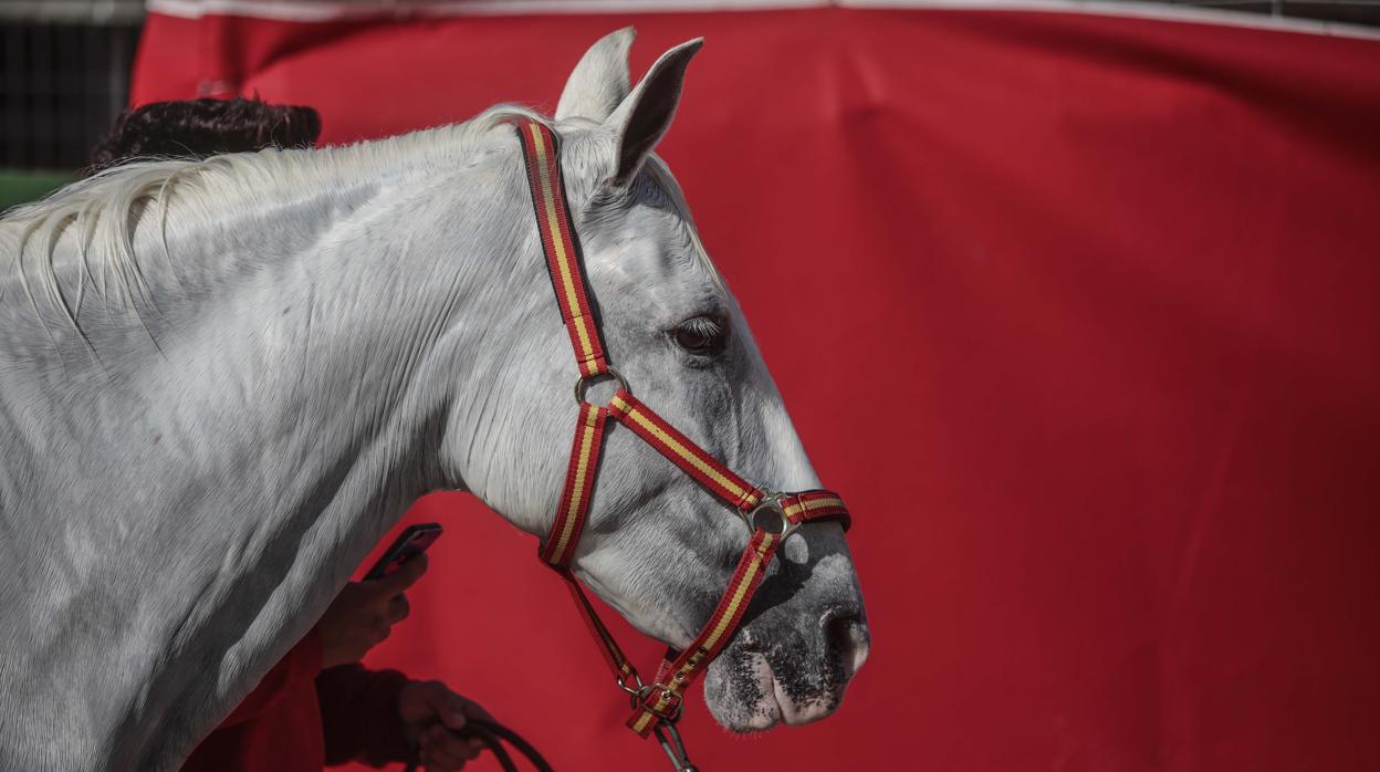 Caballo de pura raza española, el año pasado en el Sicab