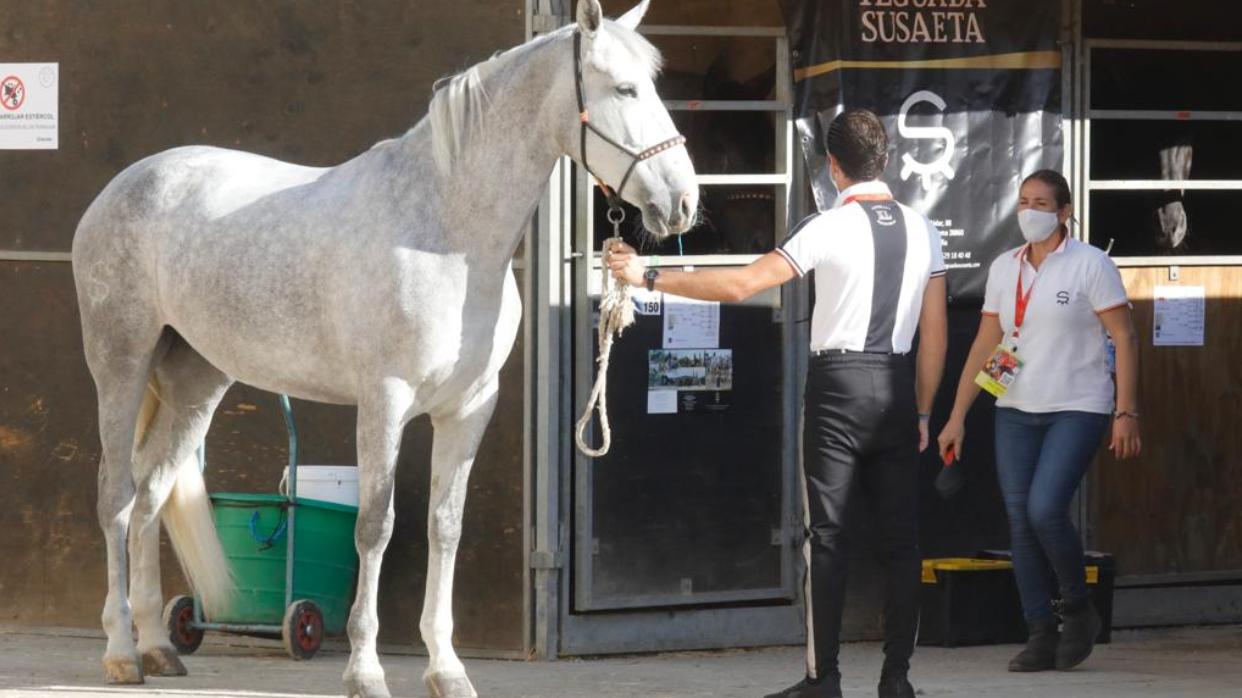 Uno de los caballos que participarán en el Sicab 2020