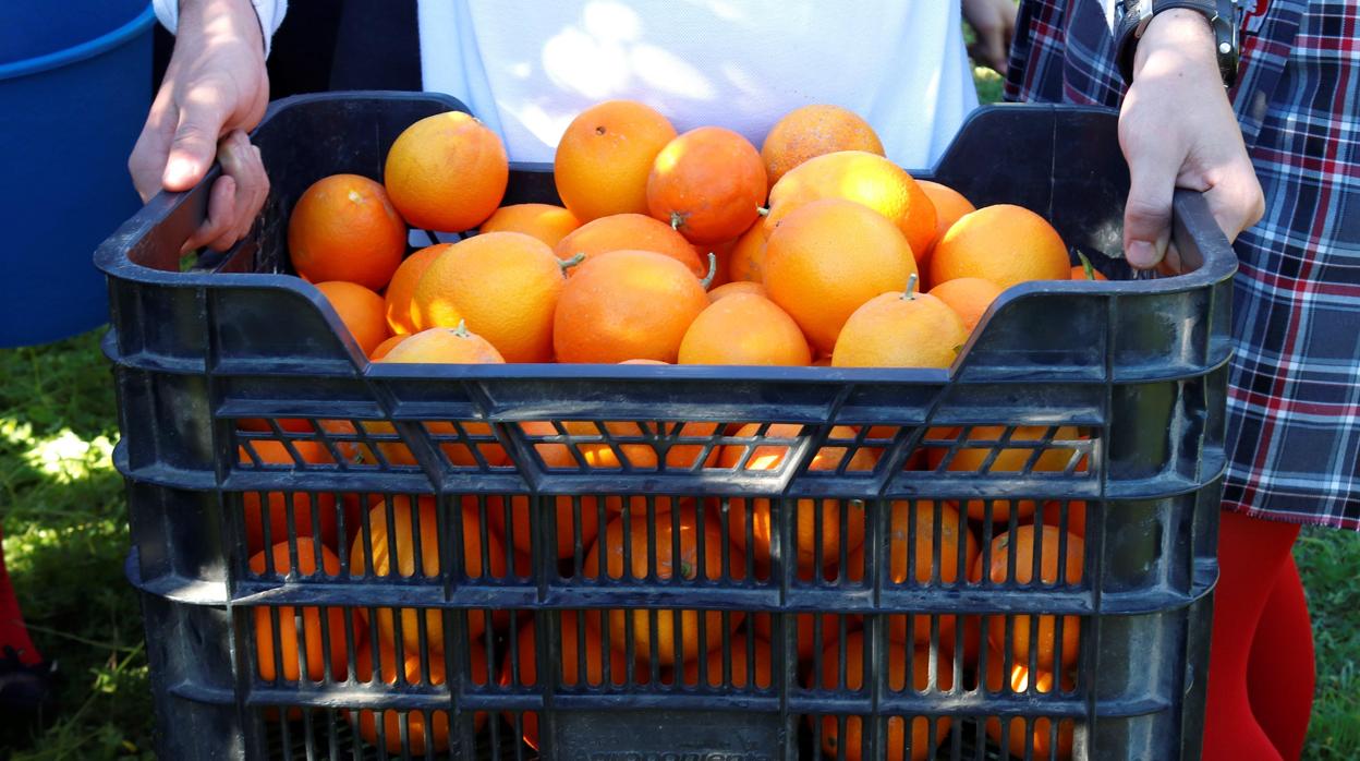 El origen de la investigación fue la recogida de naranja en la localidad cordobesa de Palma del Río