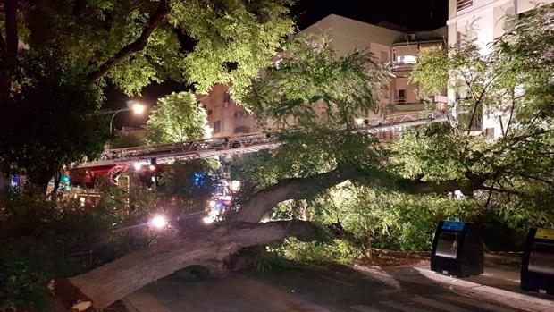 Cae un árbol de gran envergadura sobre la avenida de El Greco de Sevilla