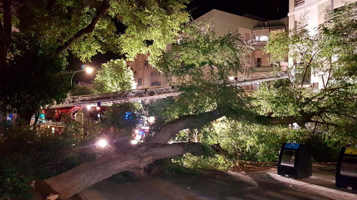 Árbol caído sobre la avenida de El Greco