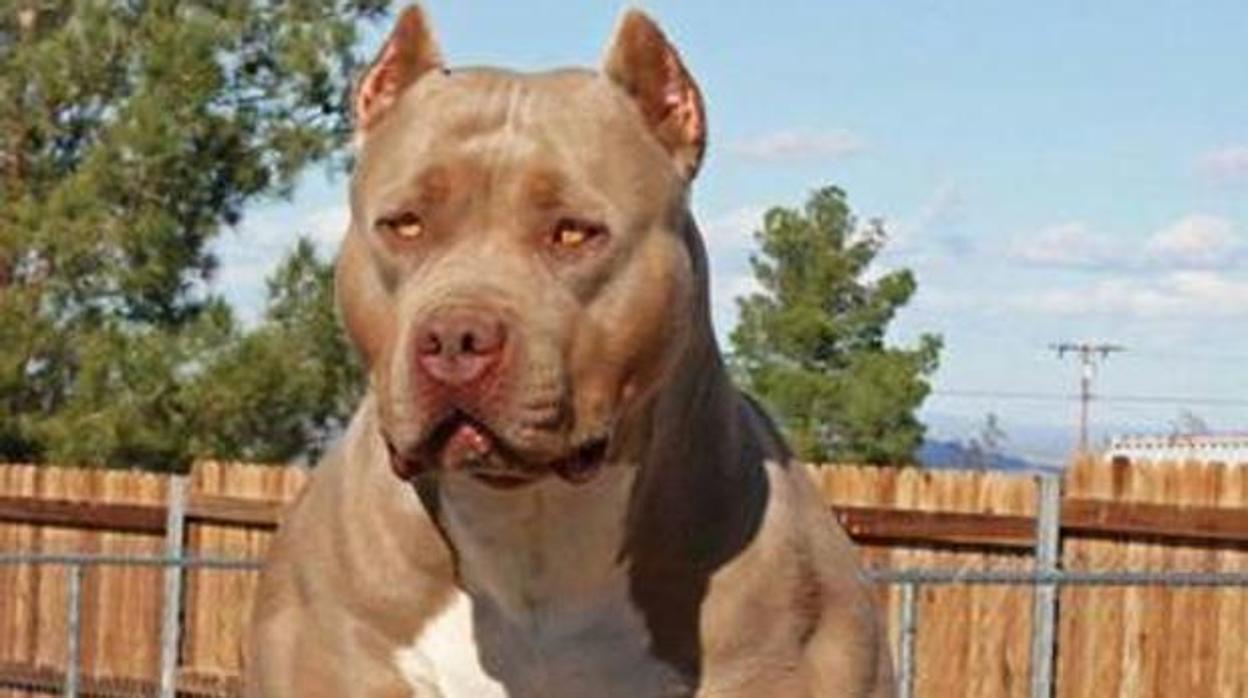 Pitbull terrier