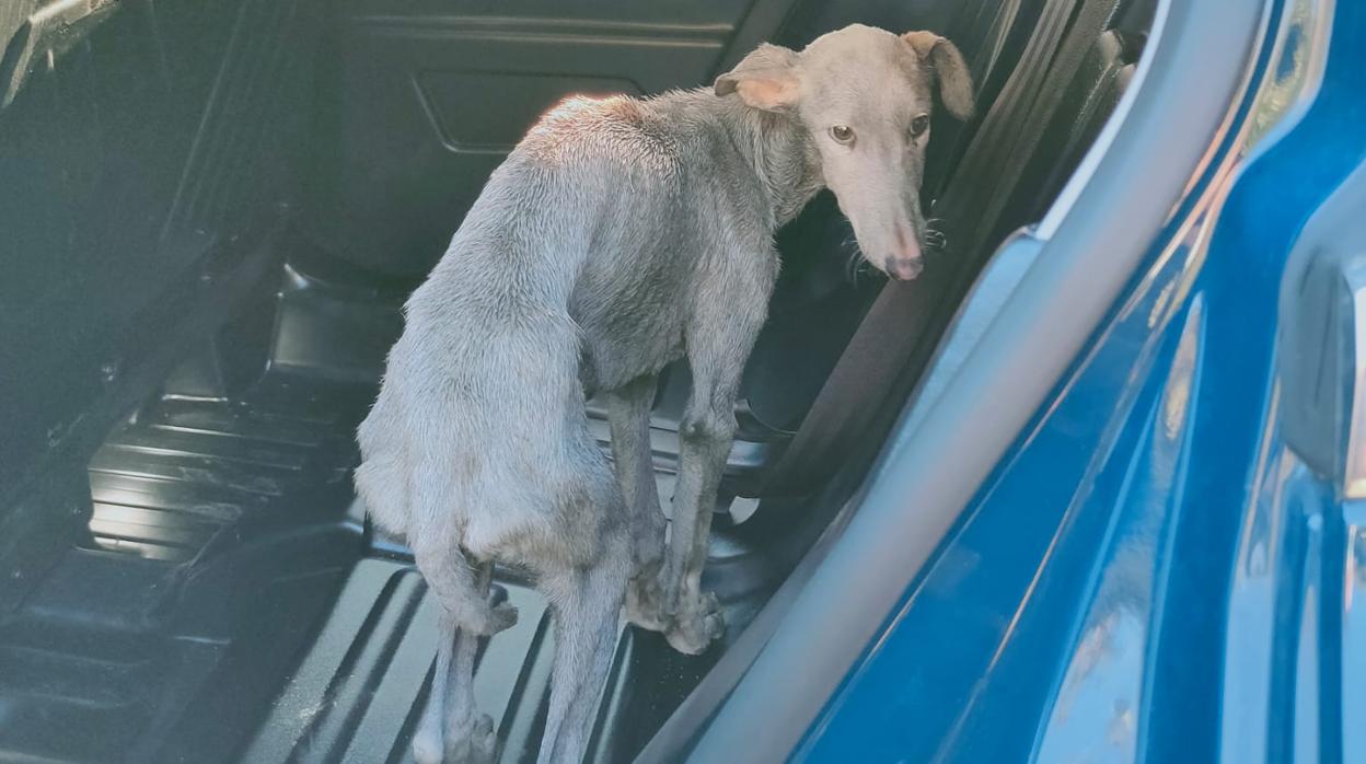 Uno de los perros rescatados por la Policía Nacional