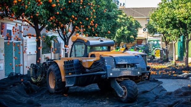 Sevilla estrena la recogida de naranjas por sacudida