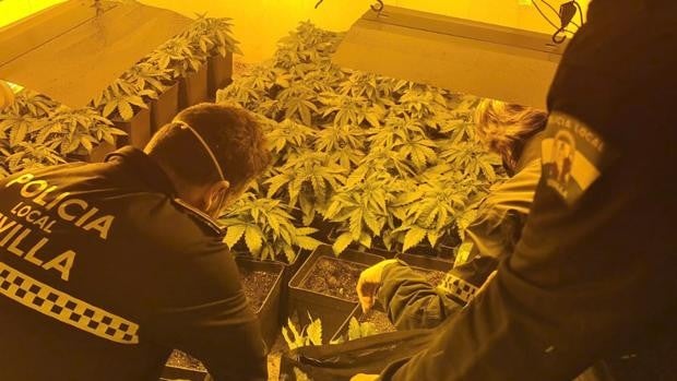 La Policía de Sevilla detecta una plantación de marihuana en una actuación por violencia de género