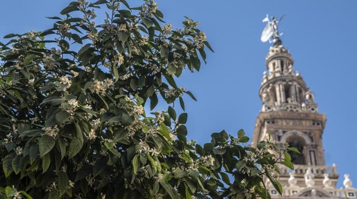 La Semana Santa en Sevilla estará marcada por las altas temperaturas