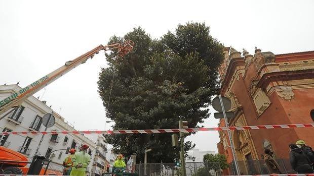 La vendedora de la ONCE de San Jacinto, en estado muy grave tras la caída de la rama del ficus