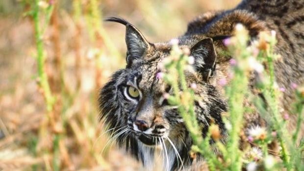 Muere un lince atropellado en la carretera que enlaza Aznalcázar y Benacazón