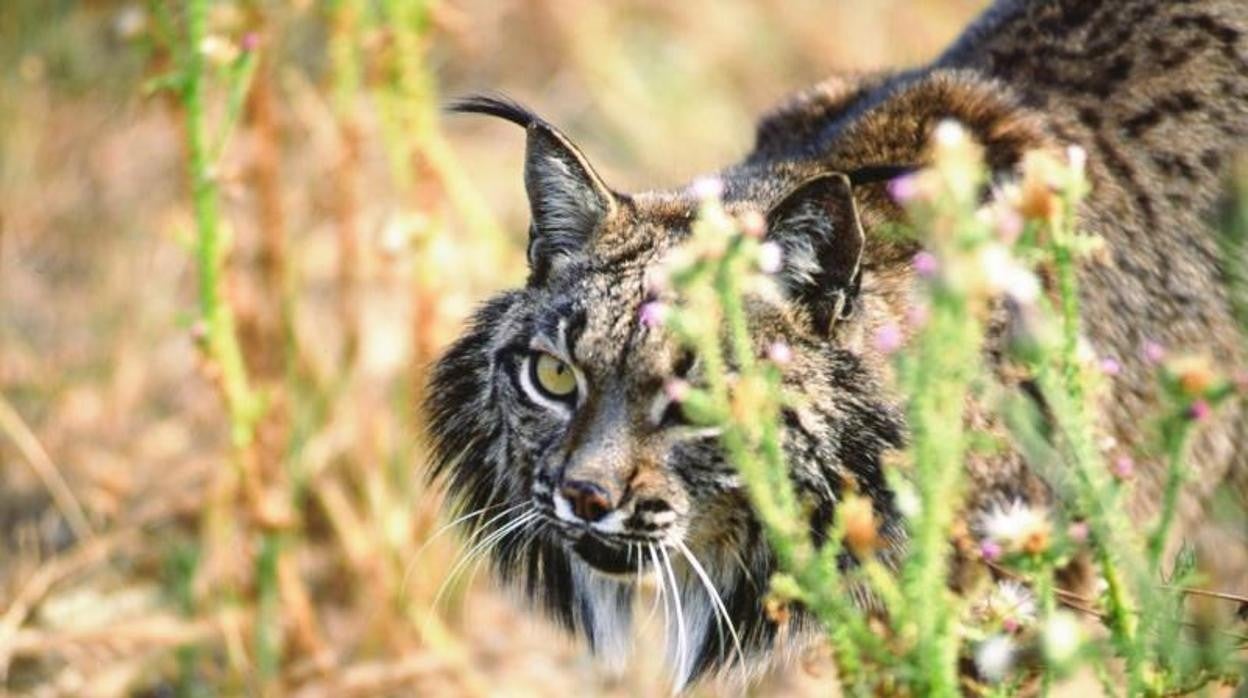 Un ejemplar de lince ibérico