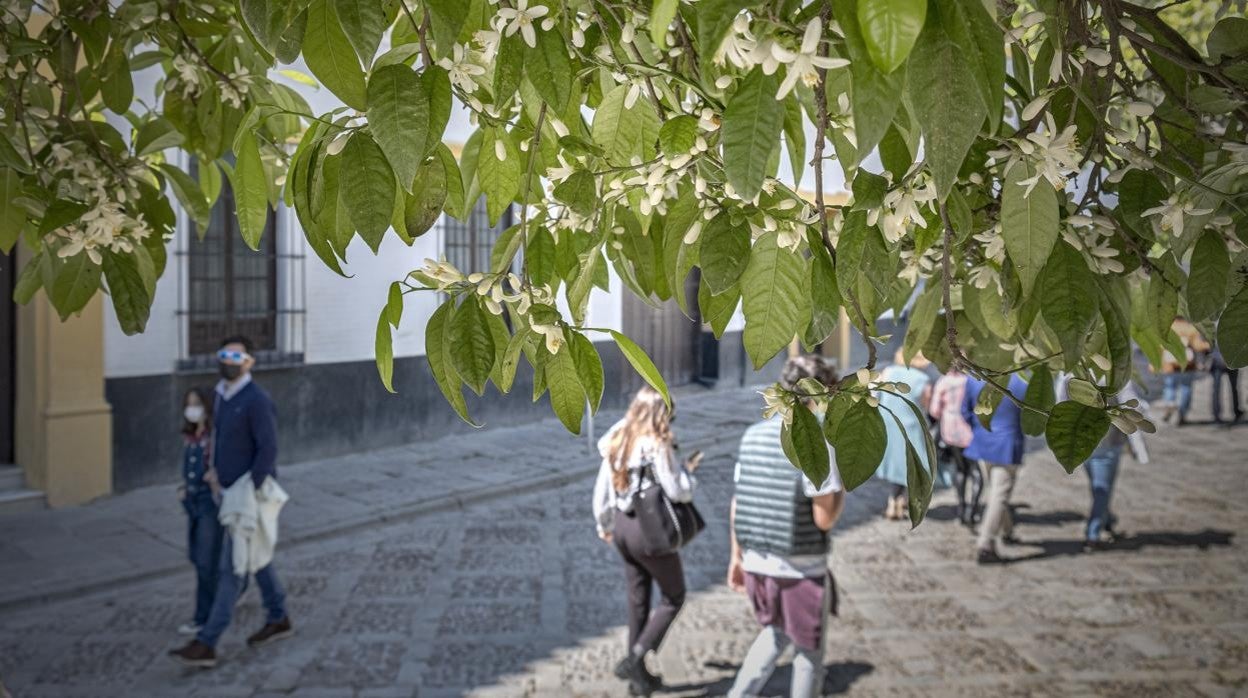 Primavera en Sevilla