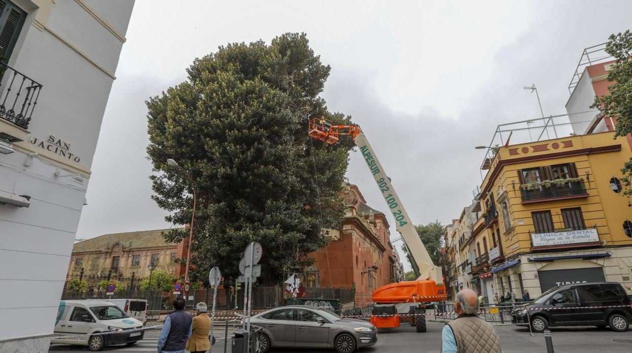 Labores de poda en el ficus afectado por operarios del Ayutamiento