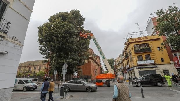 Una víctima de la caída del ficus de San Jacinto pide al juzgado que investigue responsabilidades penales