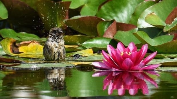 #RetoAbrilABC: un instante de la primavera en el Parque de María Luisa gana el reto fotográfico de abril 