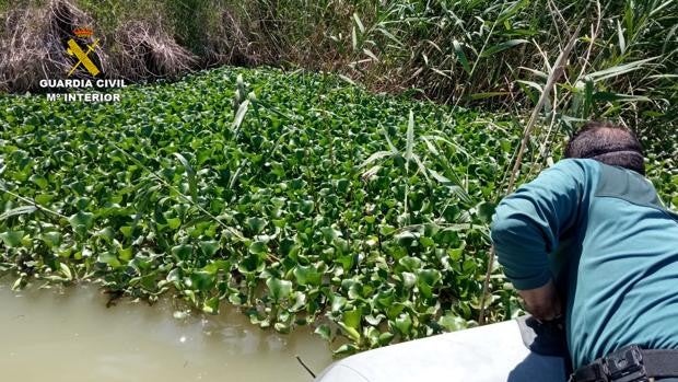 Detectan en el Guadalquivir una planta invasora que devora los ríos